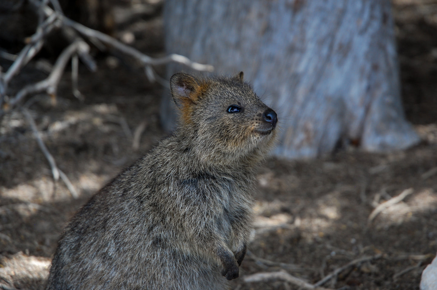 Quokka Glossy Poster Picture Photo Print Banner Smiling Cute Scrub Wallaby Booma Prints