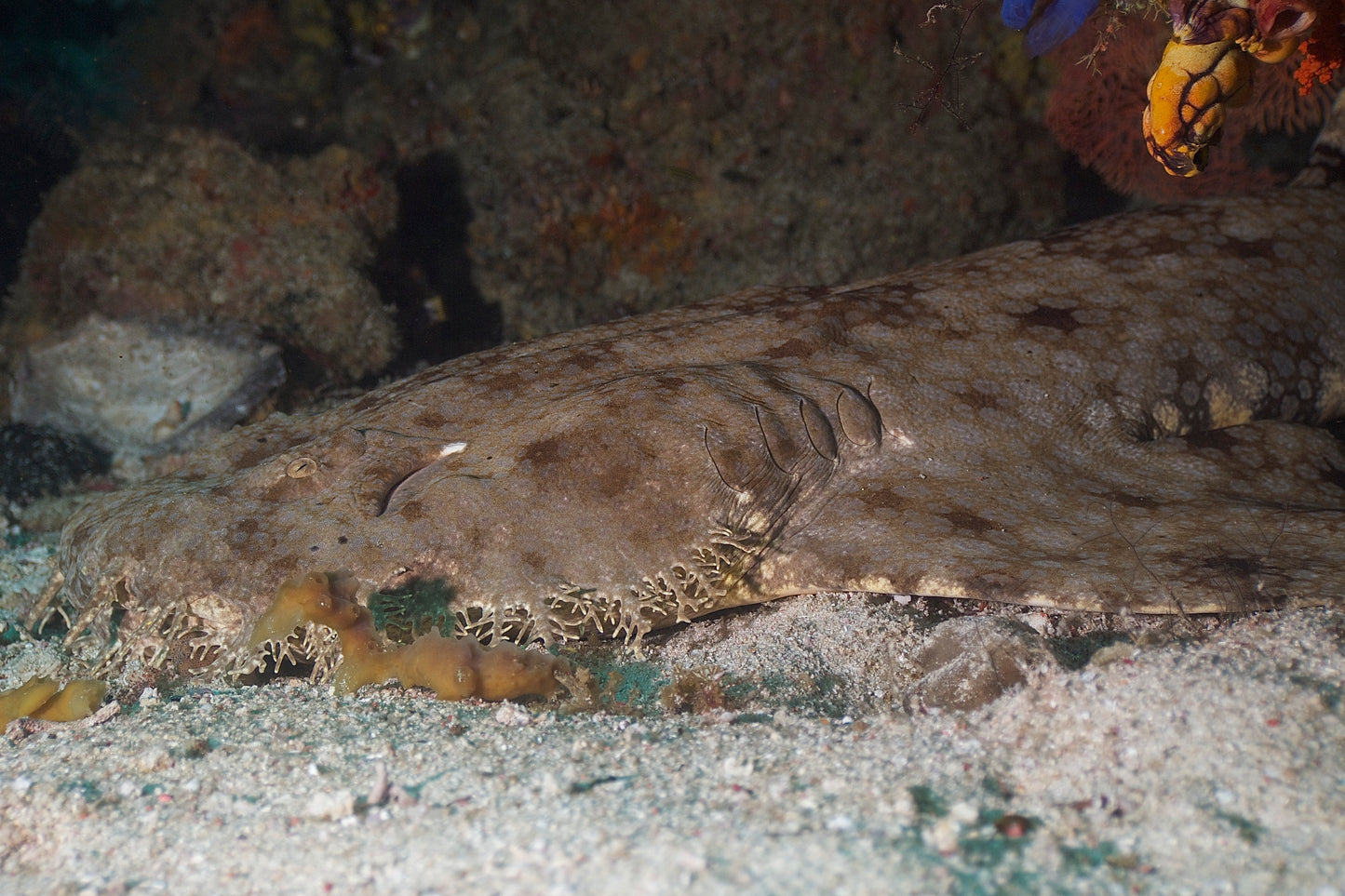 Tasselled Wobbegong Carpet Shark Glossy Poster Picture Photo Print Banner Booma Prints