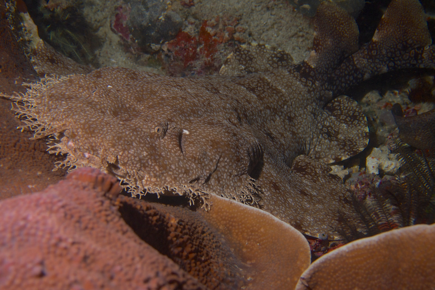 Tasselled Wobbegong Carpet Shark Glossy Poster Picture Photo Print Banner Booma Prints