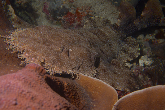 Tasselled Wobbegong Carpet Shark Glossy Poster Picture Photo Print Banner Booma Prints