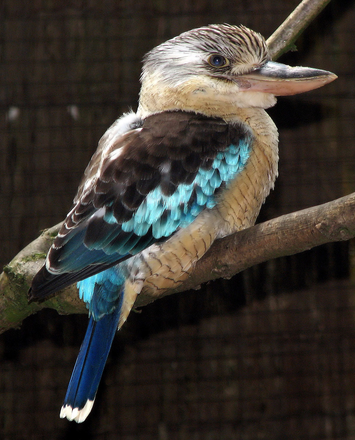 Blue Winged Kookaburra Glossy Poster Picture Photo Print Banner Cute Bird Booma Prints