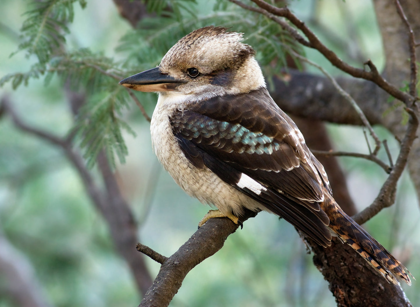 Kookaburra Glossy Poster Picture Photo Print Banner Australian Cute Bird Booma Prints
