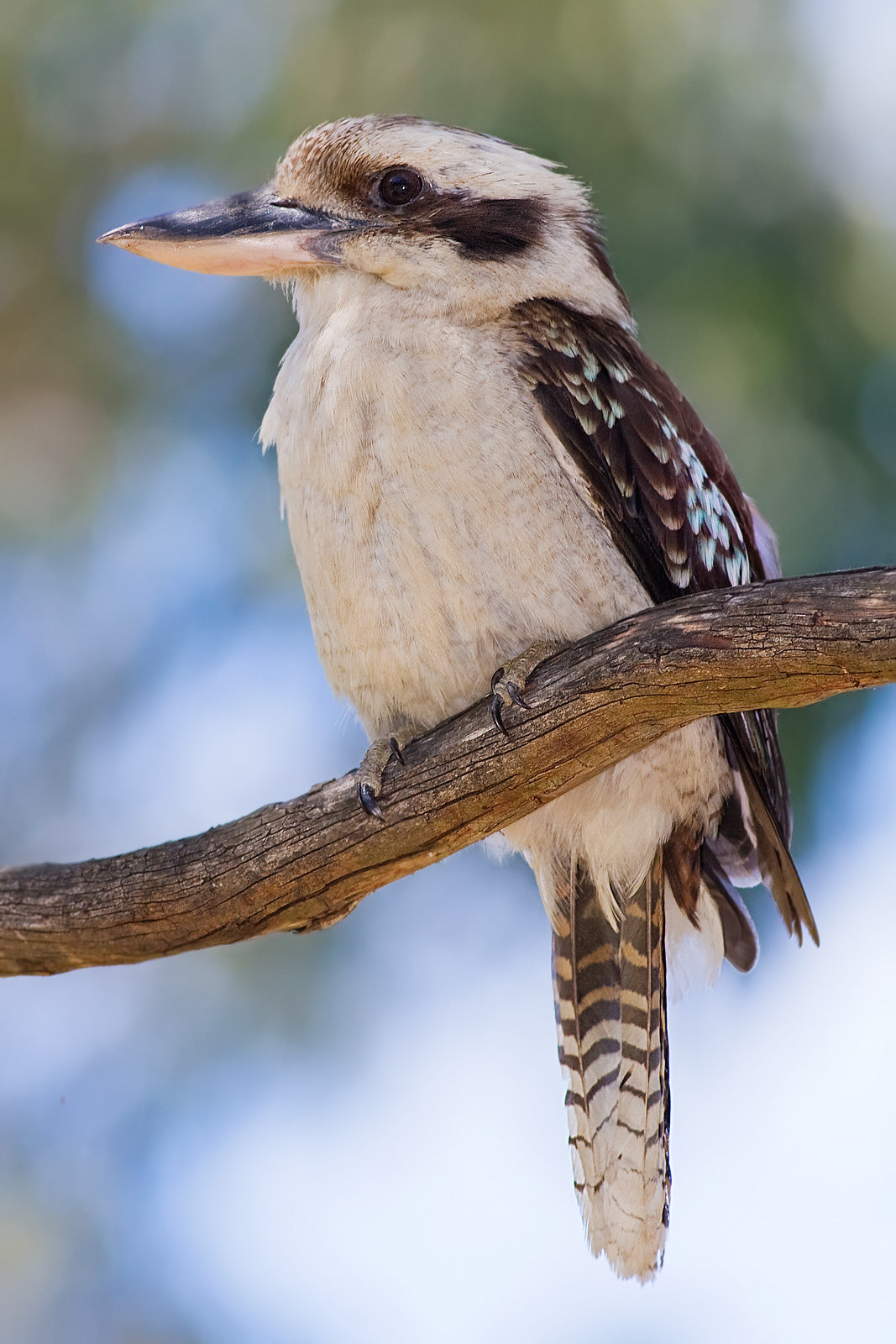 Kookaburra Glossy Poster Picture Photo Print Banner Australian Cute Bird Booma Prints