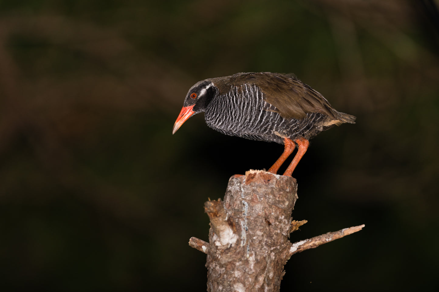Okinawa Rail Bird Glossy Poster Picture Photo Print Banner Japan Rallidae Booma Prints