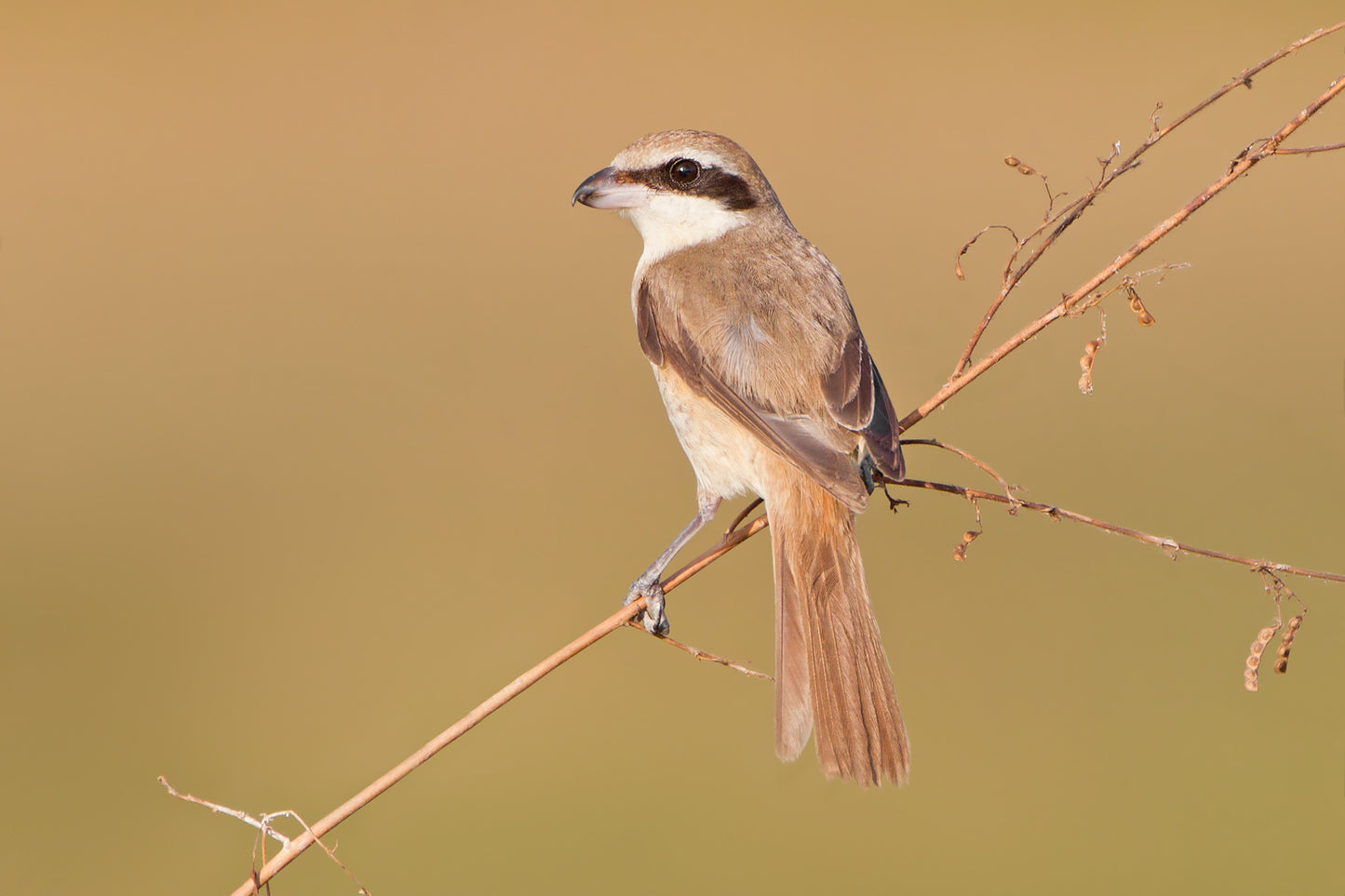 Brown Shrike Glossy Poster Picture Photo Print Banner Bird Cute Butcherbird Booma Prints