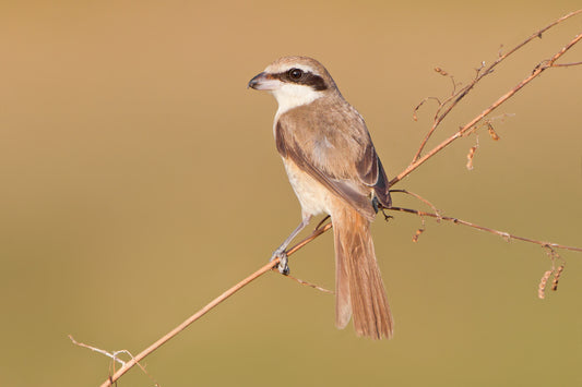 Brown Shrike Glossy Poster Picture Photo Print Banner Bird Cute Butcherbird Booma Prints