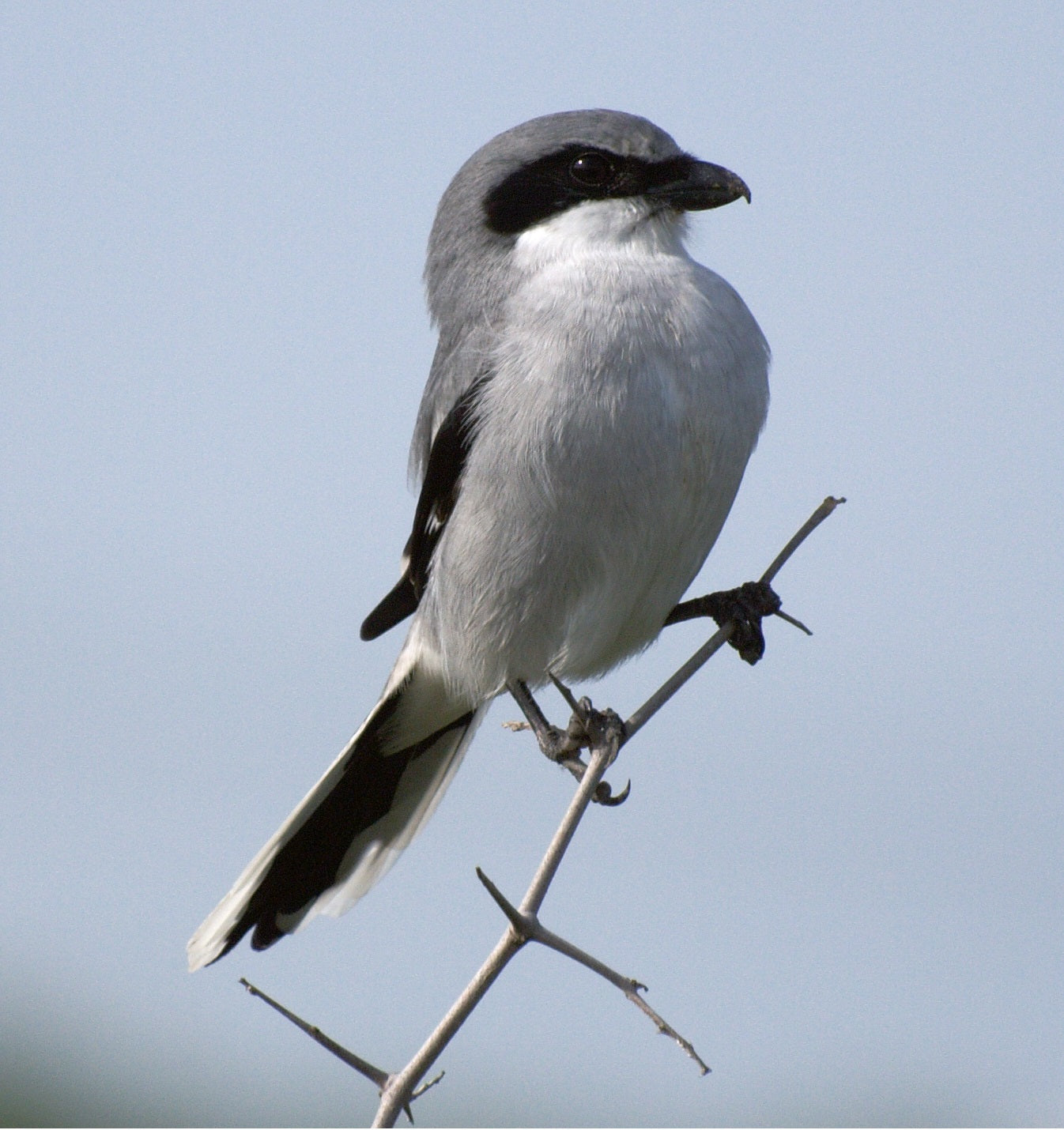 Loggerhead Shrike Glossy Poster Picture Photo Print Banner Bird Butcherbird Booma Prints