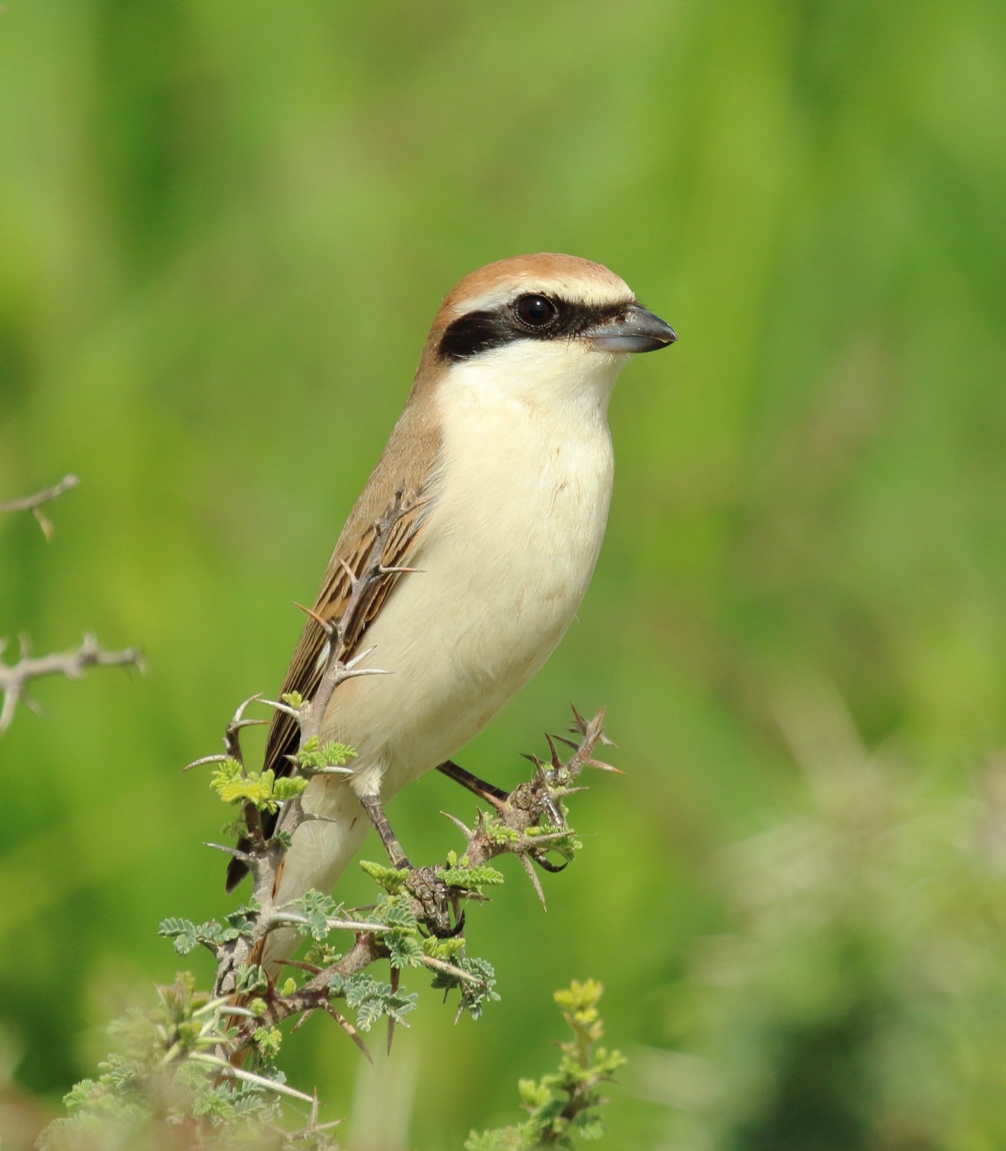 Red Tailed Shrike Glossy Poster Picture Photo Print Banner Bird Butcherbird Booma Prints