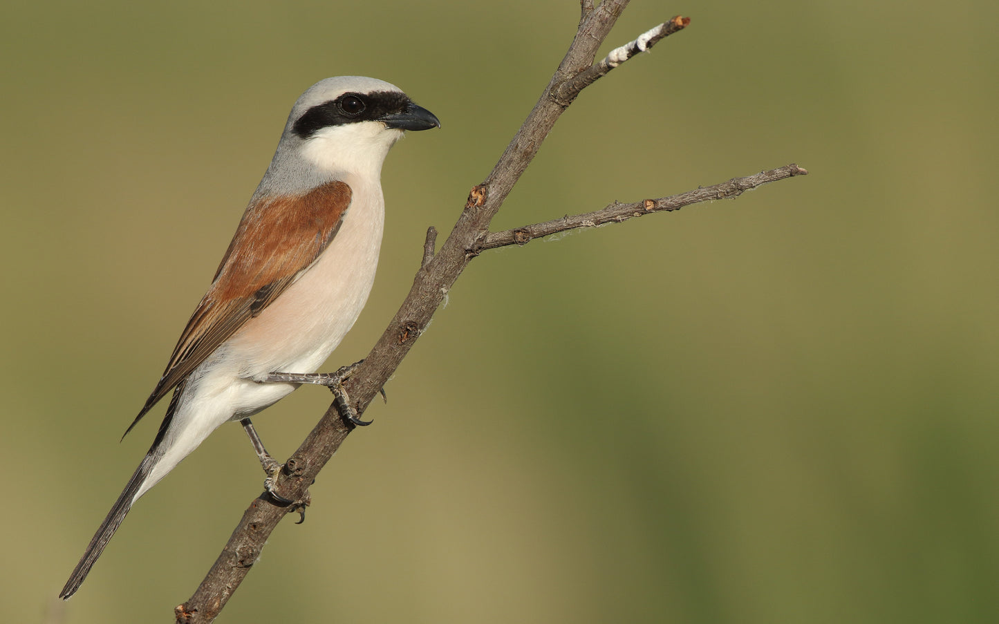 Red Backed Shrike Glossy Poster Picture Photo Print Banner Bird Butcherbird Booma Prints