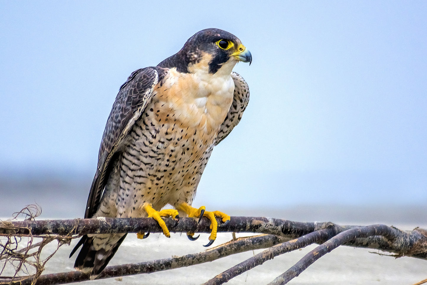 Peregrine Falcon Glossy Poster Picture Banner Print Photo Bird Of Prey Hawk Booma Prints