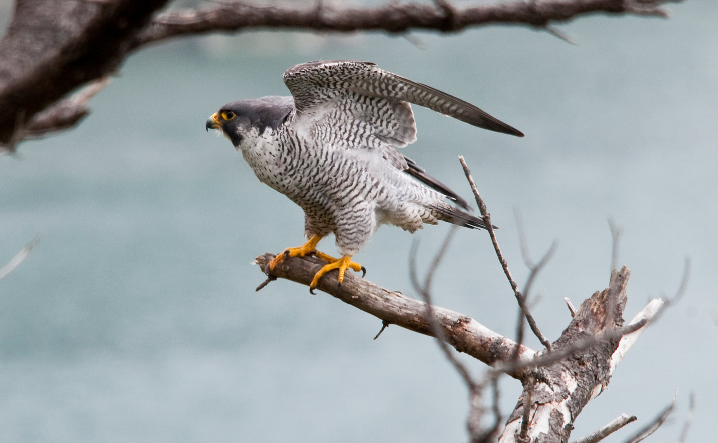 Peregrine Falcon Glossy Poster Picture Banner Print Photo Bird Of Prey Hawk Booma Prints