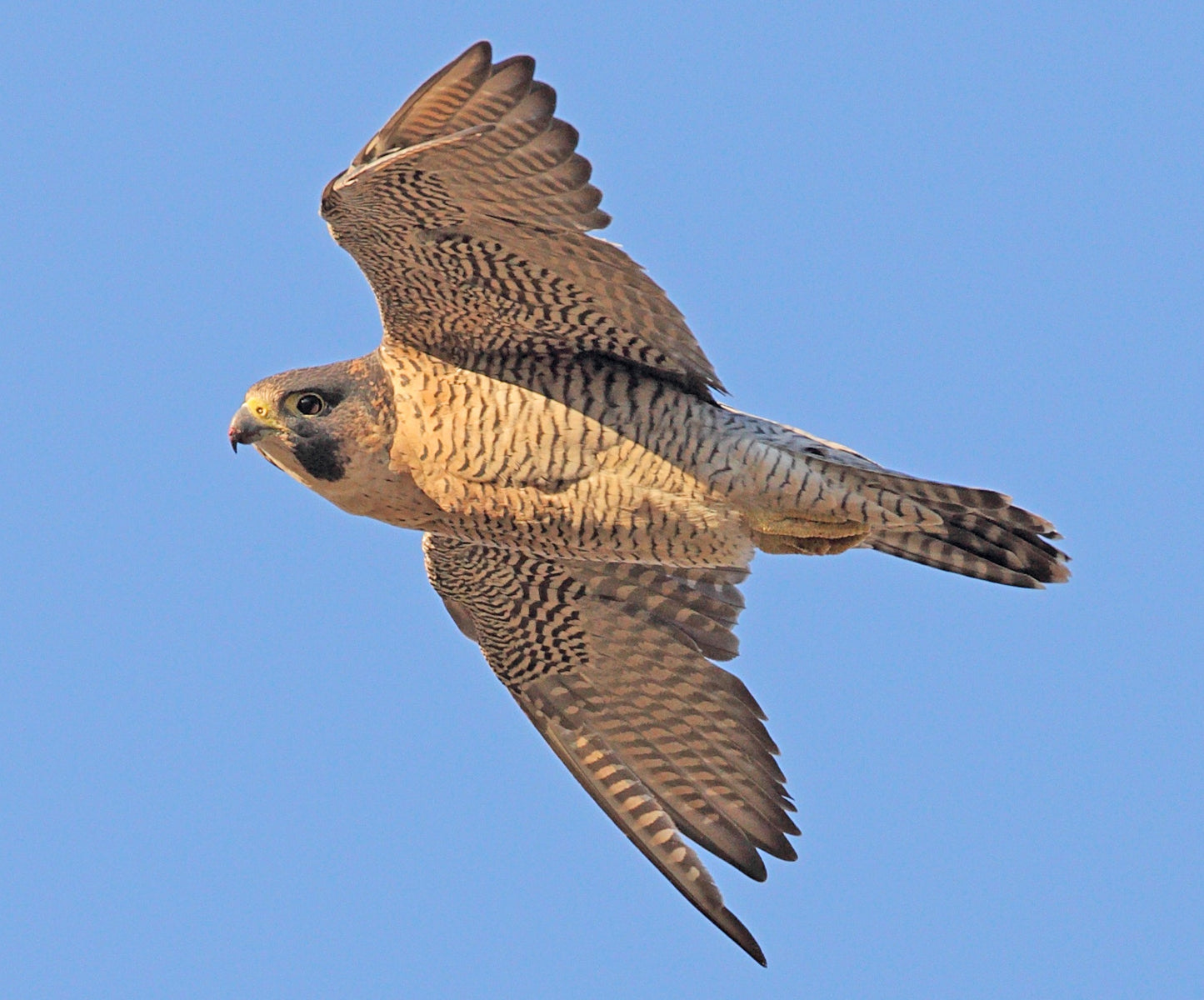 Peregrine Falcon Glossy Poster Picture Banner Print Photo Bird Of Prey Hawk Booma Prints