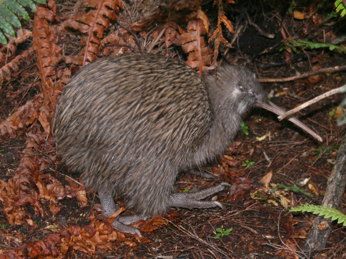 Kiwi Bird Glossy Poster Picture Banner Print Photo Brown New Zealand Cute Booma Prints