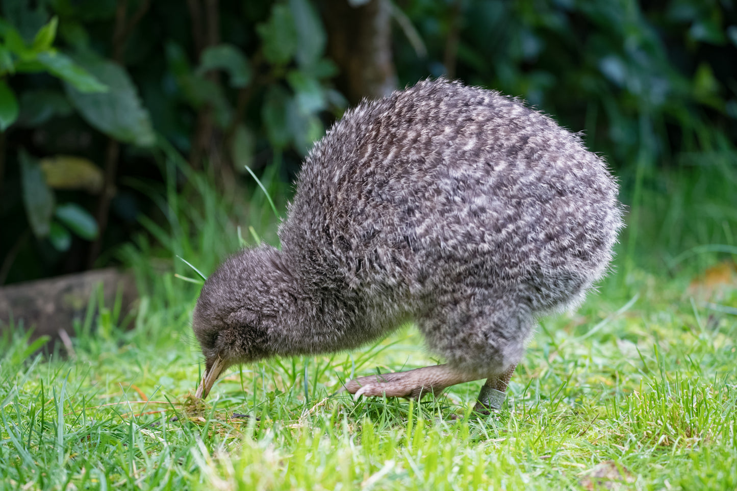 Kiwi Bird Glossy Poster Picture Banner Print Photo Spotted New Zealand Cute Booma Prints