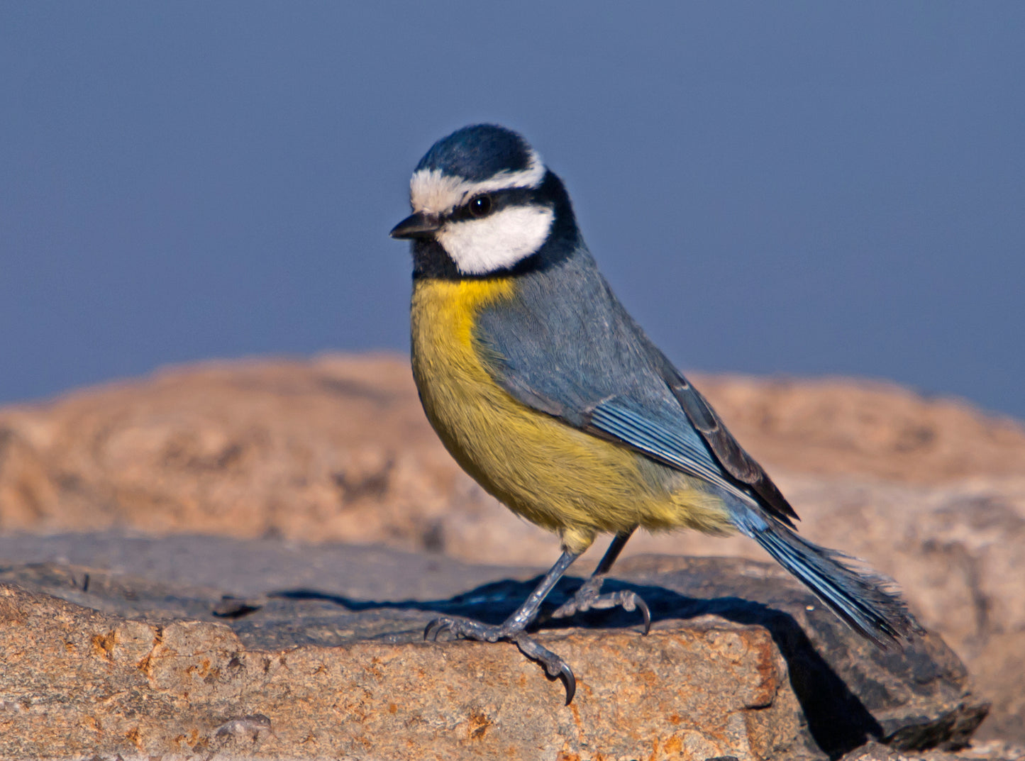 African Blue Tit Bird Glossy Poster Picture Photo Print Banner Paridae Cute Booma Prints