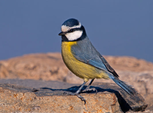 African Blue Tit Bird Glossy Poster Picture Photo Print Banner Paridae Cute Booma Prints