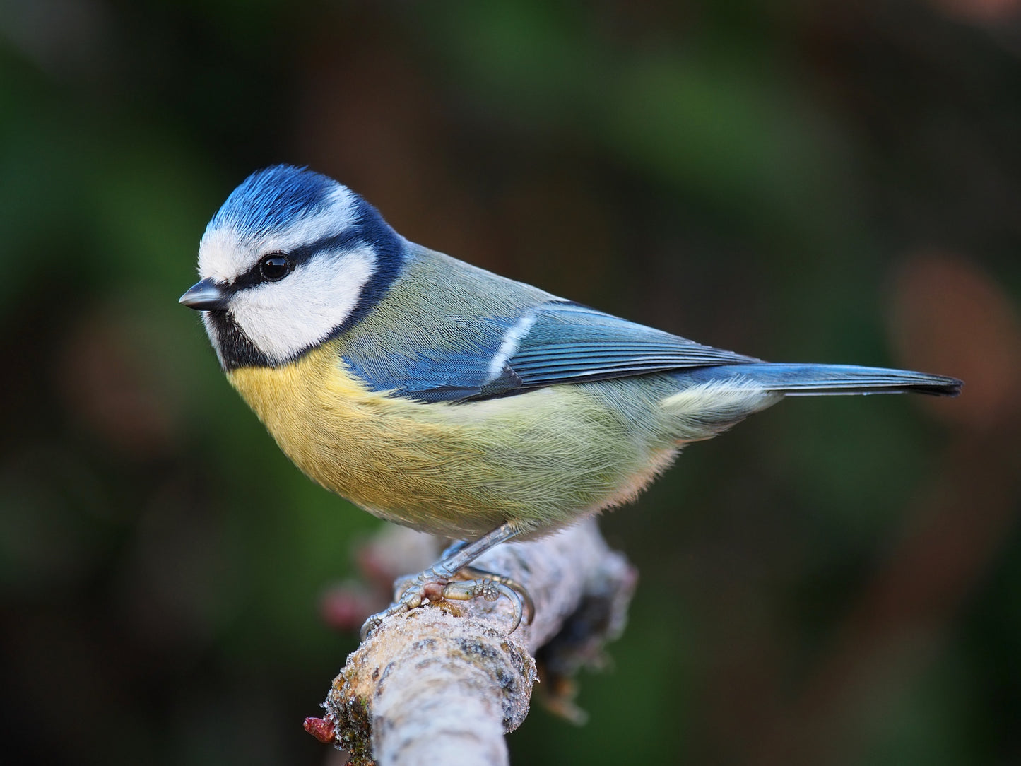 Eurasian Blue Tit Bird Glossy Poster Picture Photo Print Banner Paridae Fun Booma Prints