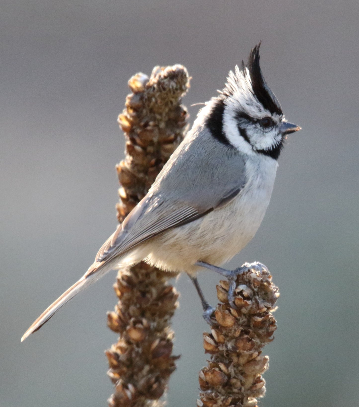 Bridled Titmouse Bird Glossy Poster Picture Photo Print Banner Paridae Cute Booma Prints