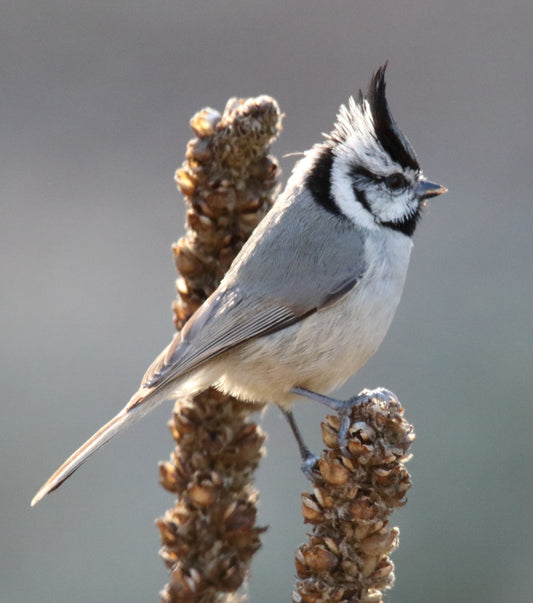 Bridled Titmouse Bird Glossy Poster Picture Photo Print Banner Paridae Cute Booma Prints