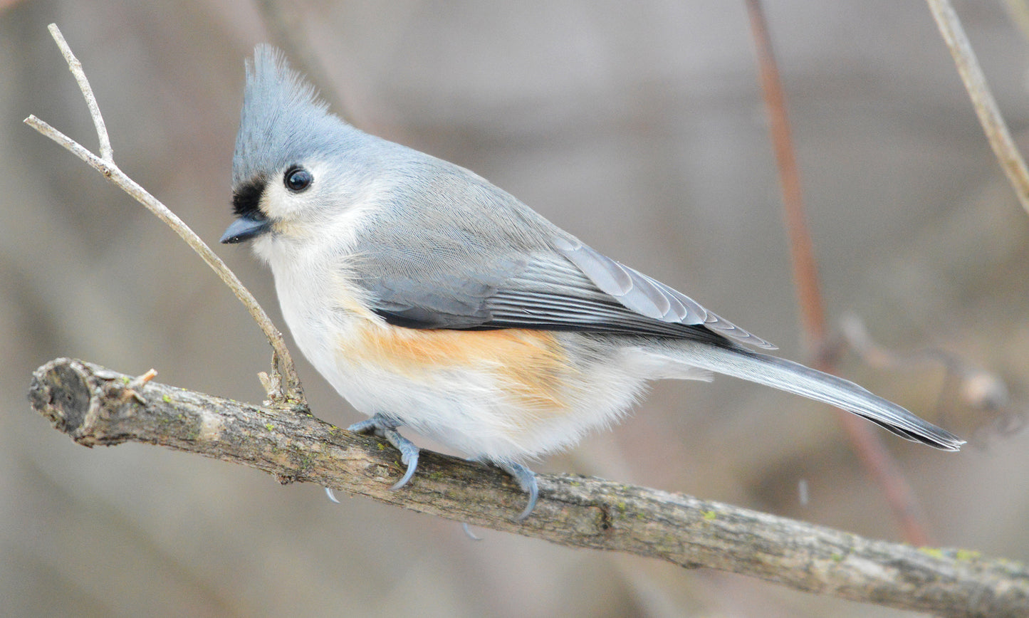 Tufted Titmouse Bird Glossy Poster Picture Photo Print Banner Paridae Cute Booma Prints