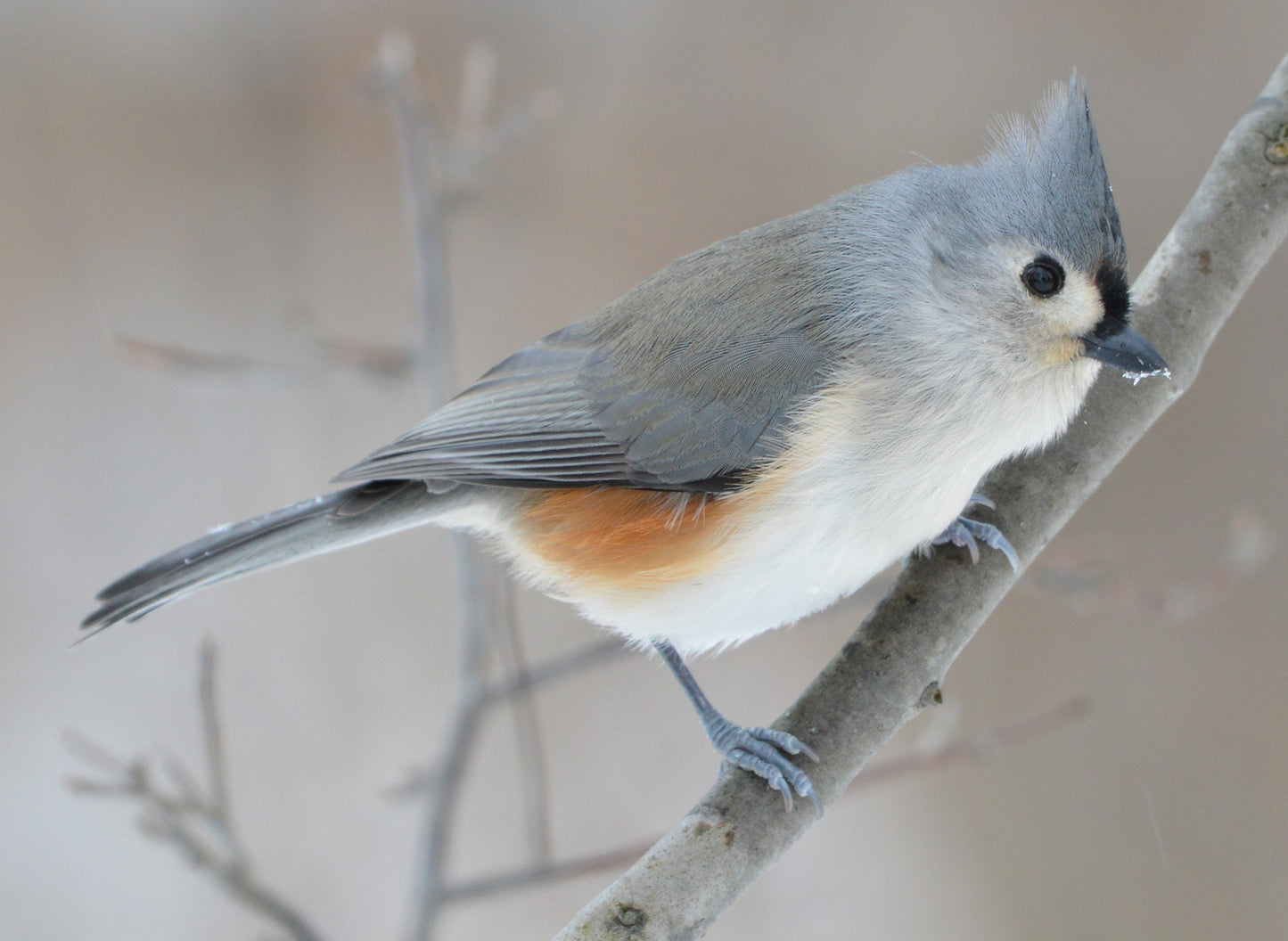 Tufted Titmouse Bird Glossy Poster Picture Photo Print Banner Paridae Cute Booma Prints