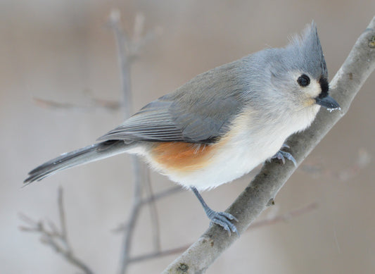 Tufted Titmouse Bird Glossy Poster Picture Photo Print Banner Paridae Cute Booma Prints