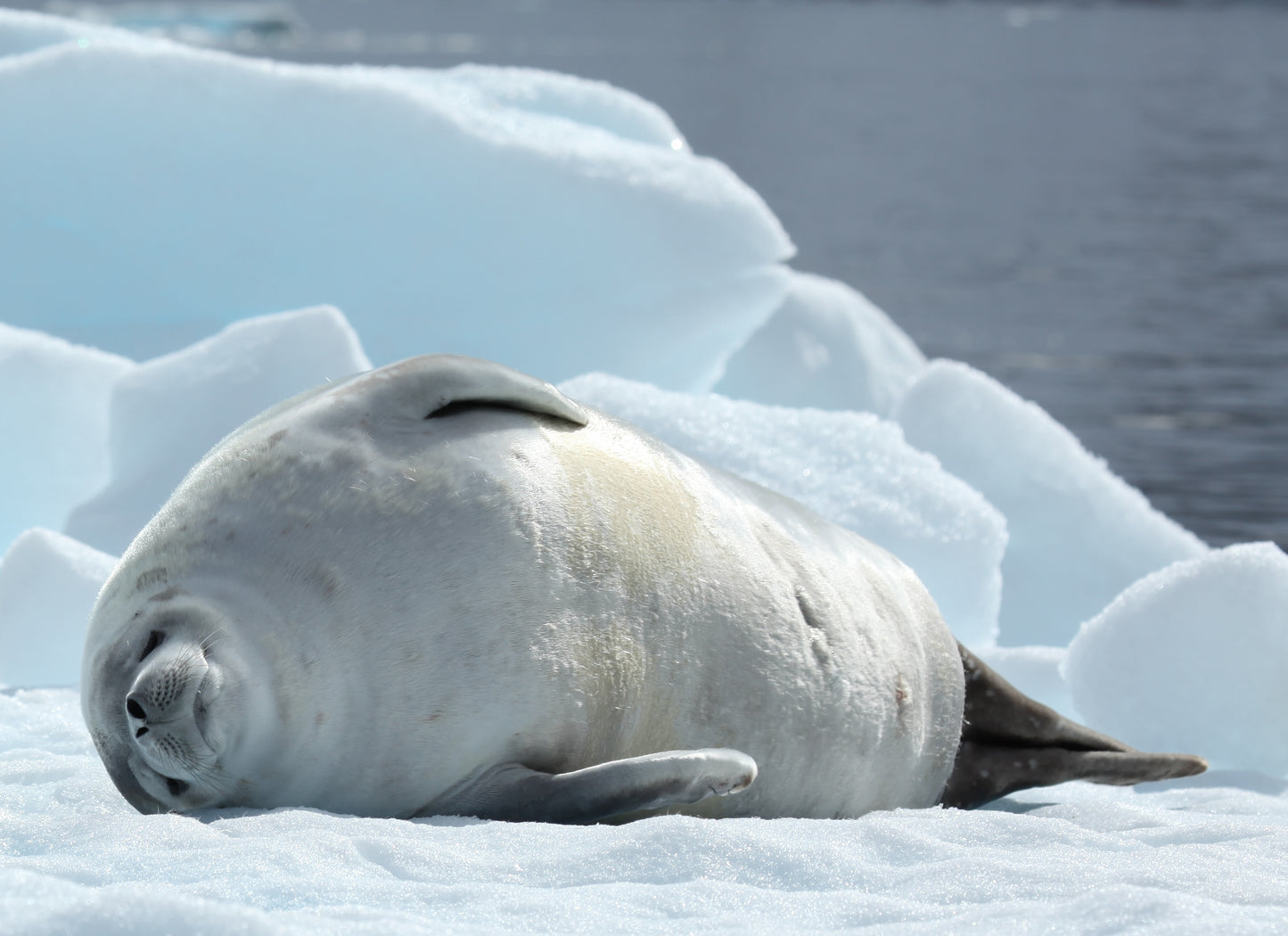 Crabeater Seal Glossy Poster Picture Photo Print Banner Antarctica Krill Booma Prints