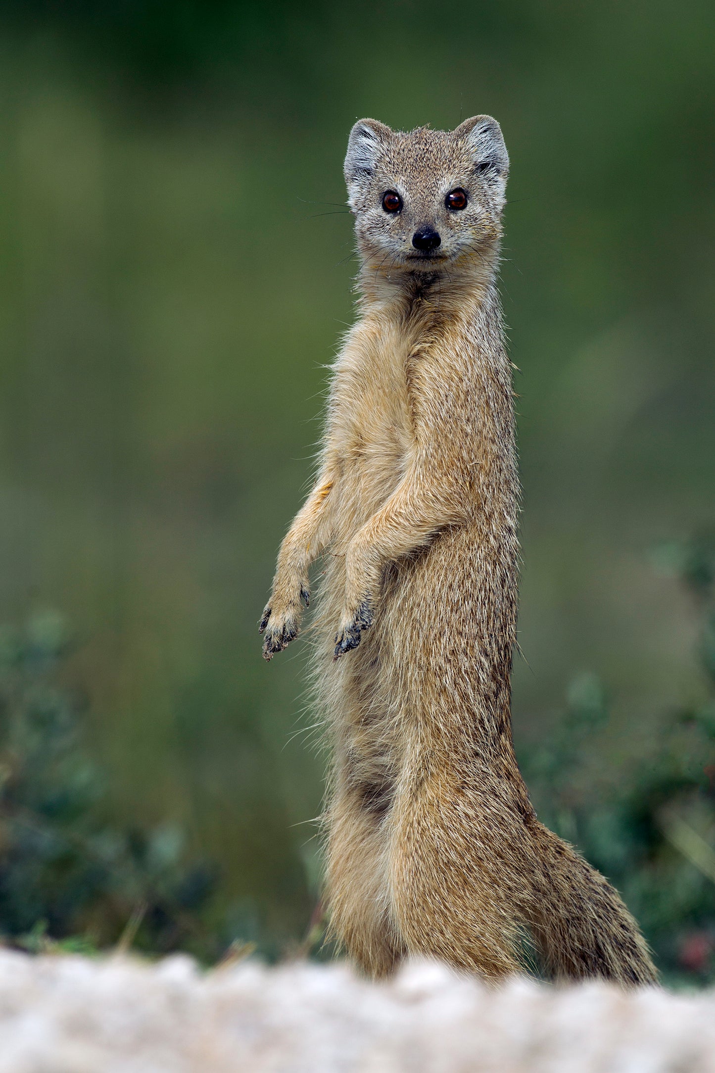Yellow Mongoose Glossy Poster Picture Photo Print Banner Cute Animal Pic Booma Prints