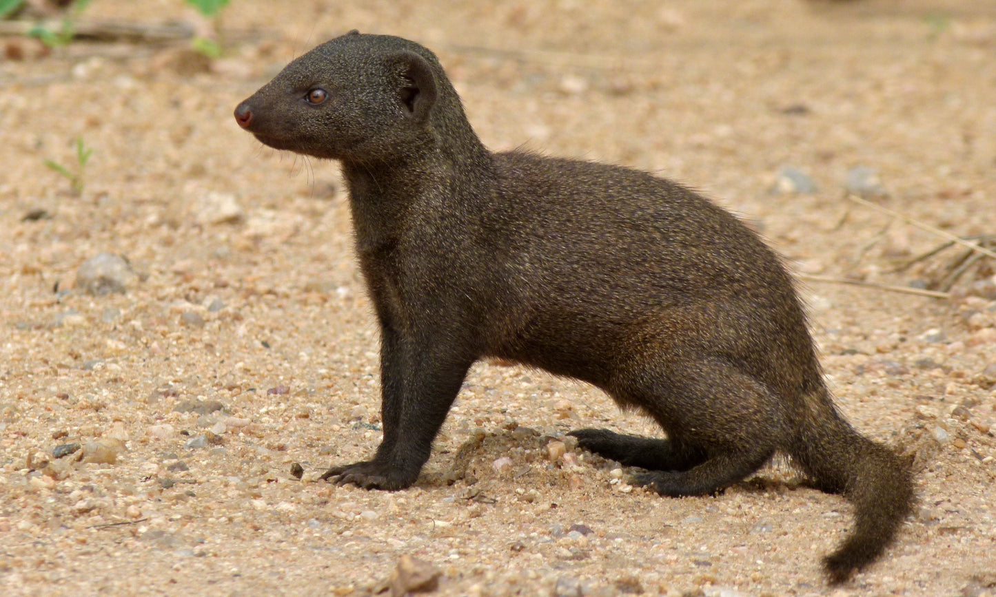 Dwarf Mongoose Glossy Poster Picture Photo Print Banner Cute Animal Angola Booma Prints