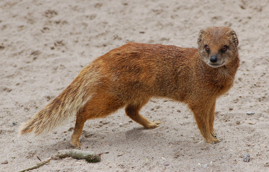 Yellow Mongoose Glossy Poster Picture Photo Print Banner Cute Animal Pics Booma Prints