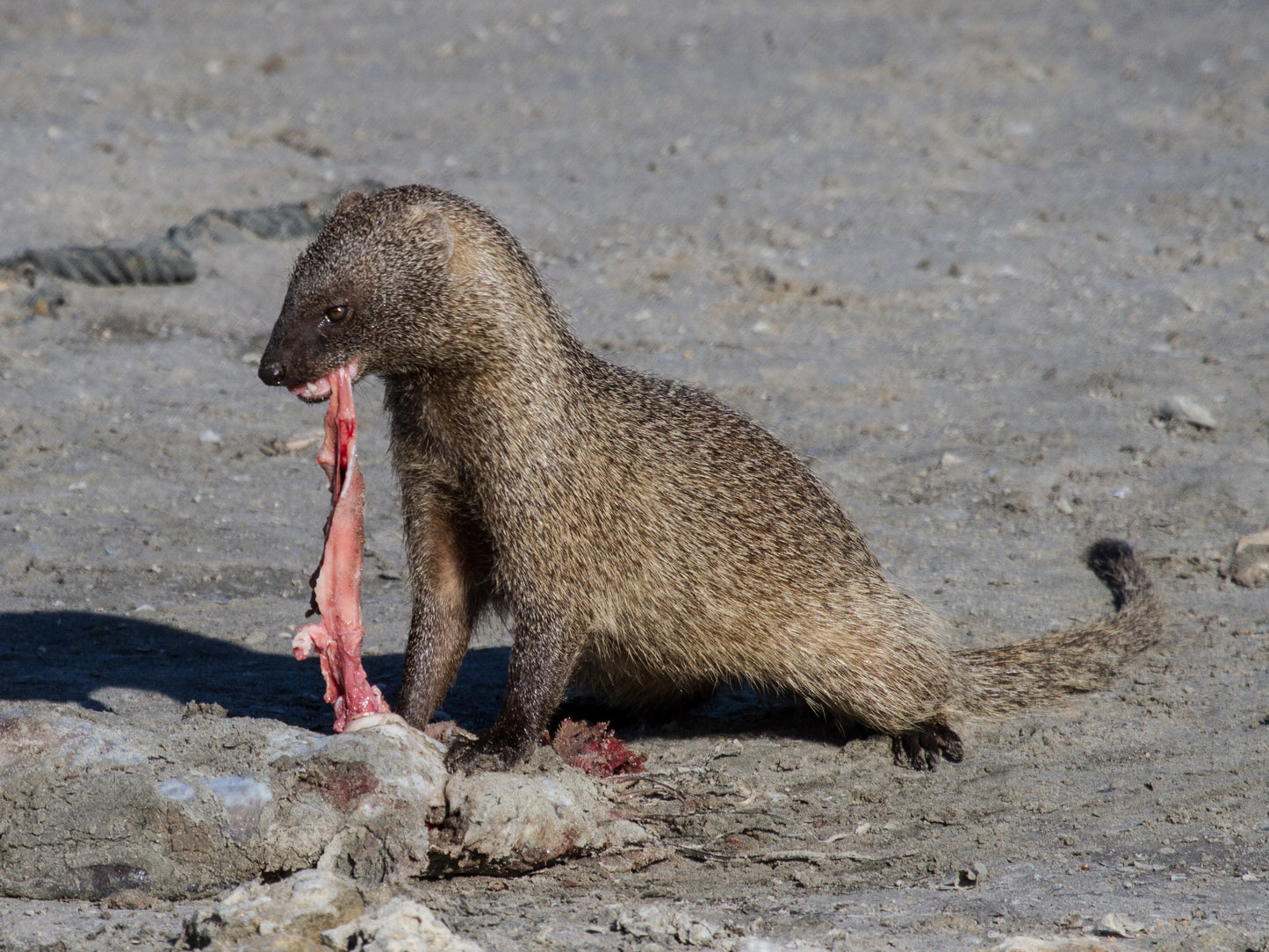 Egyptian Mongoose Glossy Poster Picture Photo Print Banner Cute Animal Pics Booma Prints