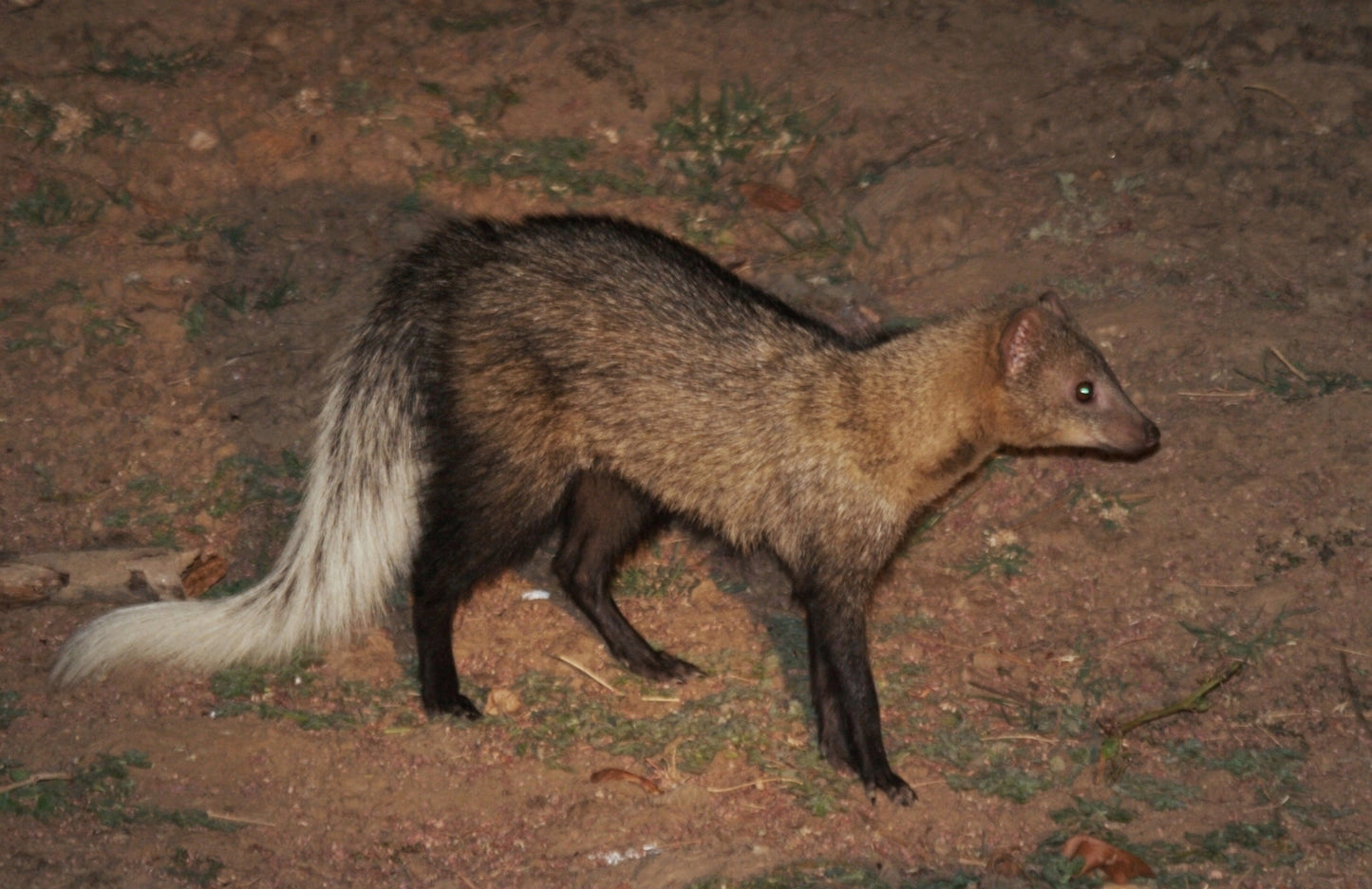White Tailed Mongoose Glossy Poster Picture Photo Print Banner Cute Animal Booma Prints