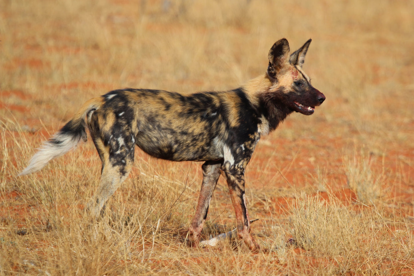 African Wild Dog Painted Lycaon Glossy Poster Picture Photo Print Banner Booma Prints