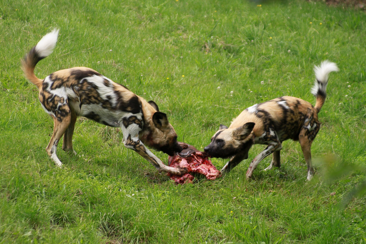 African Wild Dogs Painted Lycaon Glossy Poster Picture Photo Print Banner Booma Prints