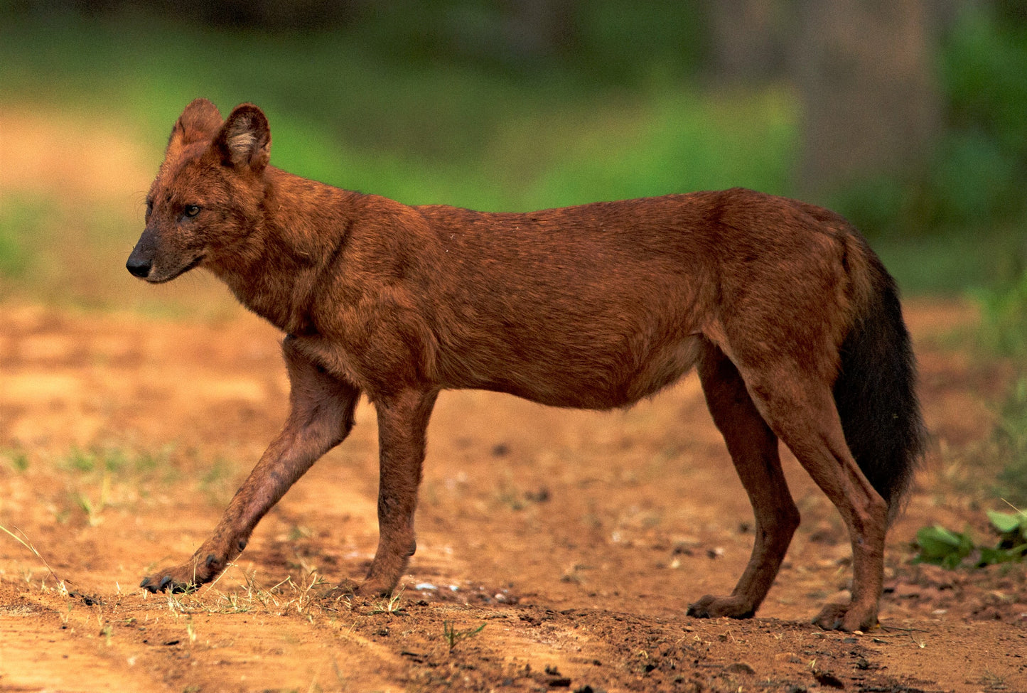 Asian Wild Dhole Dog Glossy Poster Picture Photo Print Banner Red Wolf Cool Booma Prints