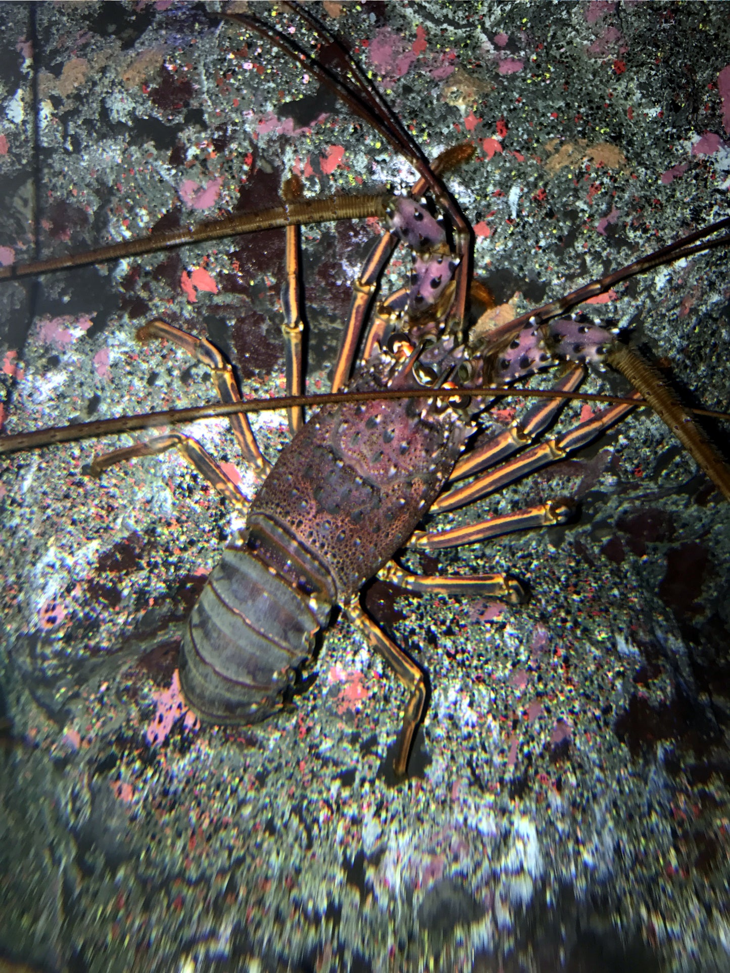 Japanese Spiny Lobster Glossy Poster Picture Photo Print Banner Fish Ocean Booma Prints