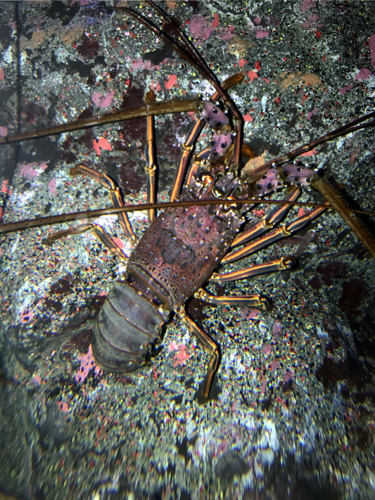 Japanese Spiny Lobster Glossy Poster Picture Photo Print Banner Fish Ocean Booma Prints