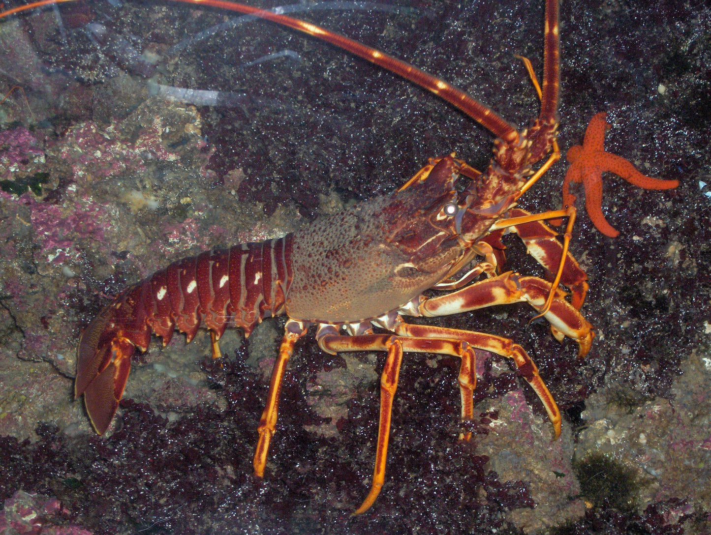 Spiny Lobster Glossy Poster Picture Photo Print Banner Fish Ocean Cool Pic Booma Prints