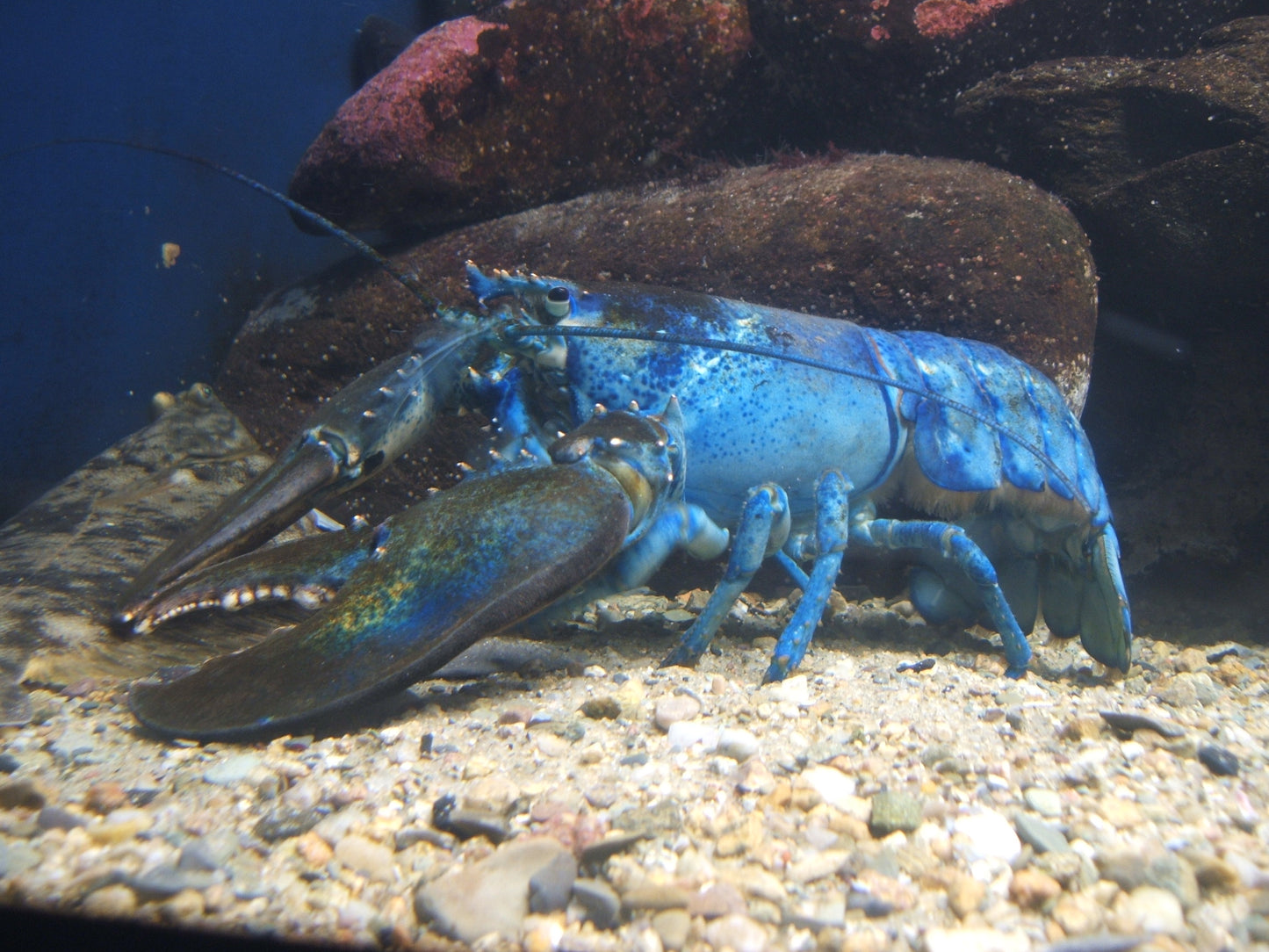 Blue Lobster Glossy Poster Picture Photo Print Banner Fish Ocean Cool Pic Booma Prints