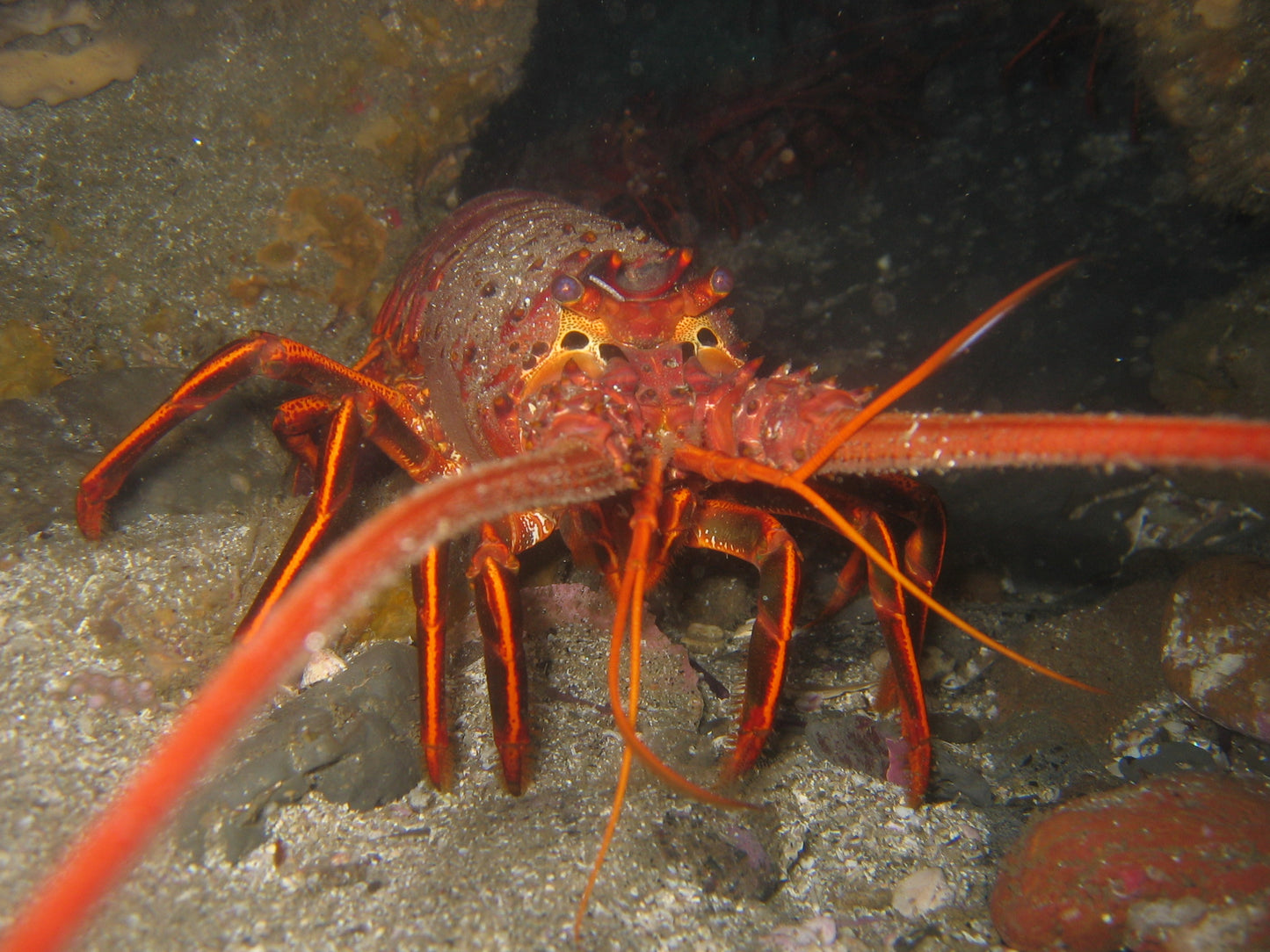 California Spiny Lobster Glossy Poster Picture Photo Print Banner Fish Cool Booma Prints