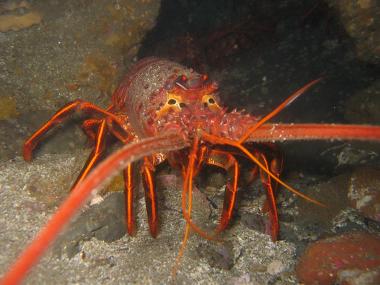 California Spiny Lobster Glossy Poster Picture Photo Print Banner Fish Cool Booma Prints