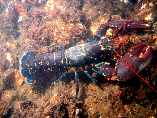 European Lobster Glossy Poster Picture Photo Print Banner Fish Ocean Cool Booma Prints