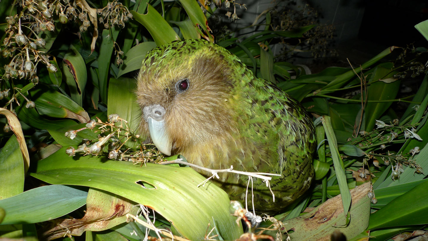 Kakapo Owl Parrot Glossy Poster Picture Photo Print Banner New Zealand Bird Booma Prints