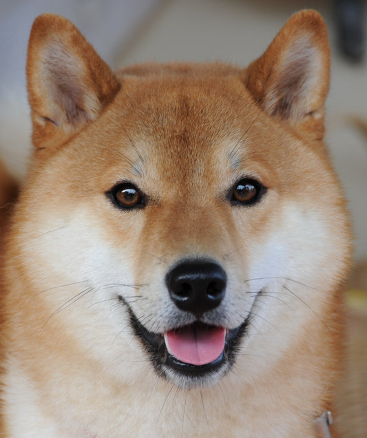 Shiba Inu Dog Glossy Poster Picture Photo Print Banner Funny Cute Meme Doge Booma Prints