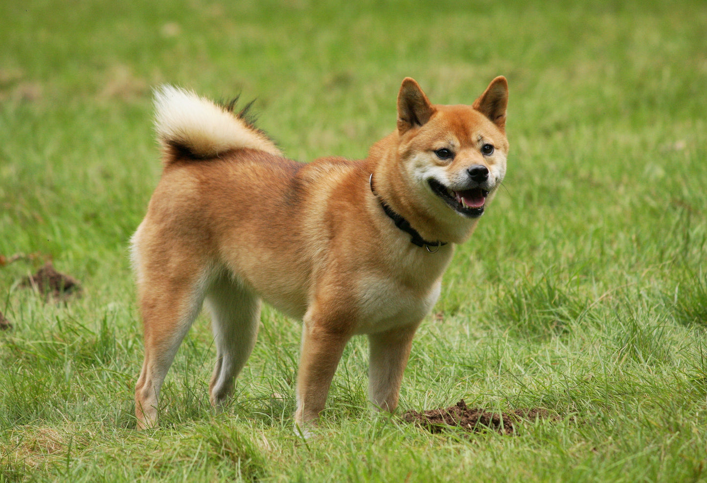 Shiba Inu Dog Breed Glossy Poster Picture Photo Print Banner Funny Cute Meme Doge Booma Prints