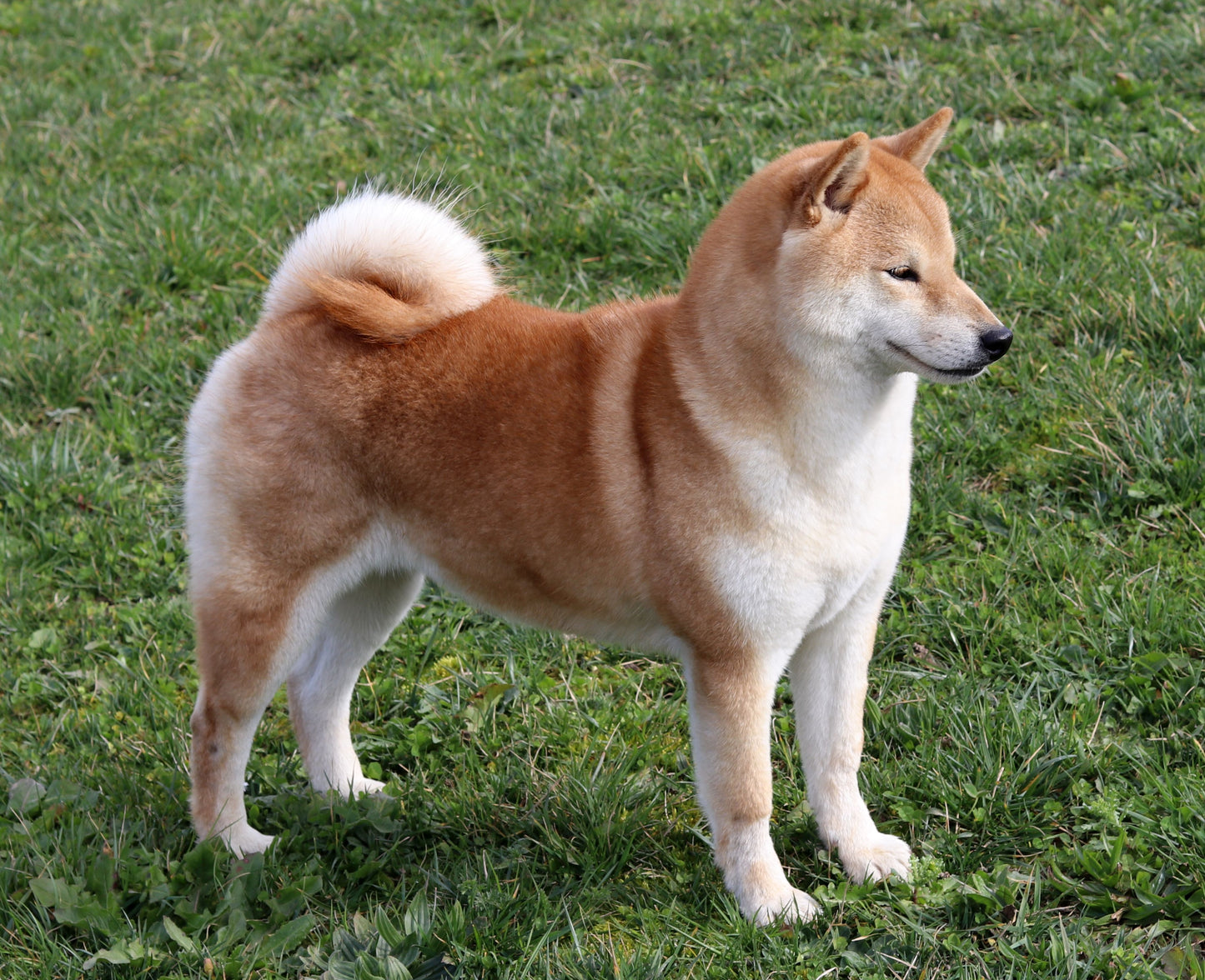 Shiba Inu Dog Glossy Poster Picture Photo Print Banner Funny Cute Meme Doge Pic Booma Prints