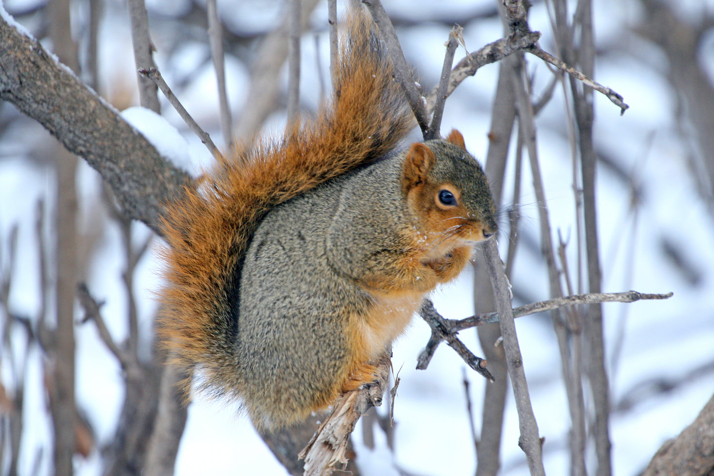 Fox Squirrel Glossy Poster Picture Photo Print Banner Rodent Eastern Bryant Booma Prints
