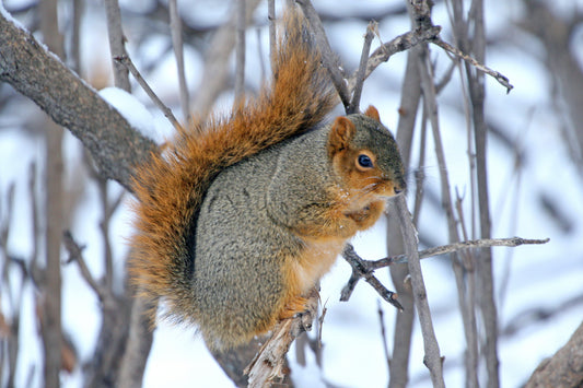 Fox Squirrel Glossy Poster Picture Photo Print Banner Rodent Eastern Bryant Booma Prints