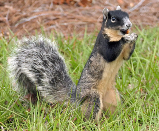 Fox Squirrel Glossy Poster Picture Photo Print Banner Rodent Eastern Bryant Booma Prints