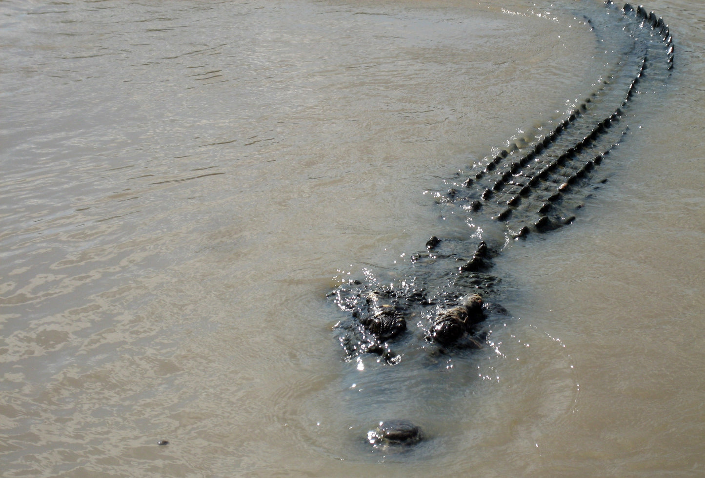 Saltwater Crocodile Glossy Poster Picture Photo Print Banner Giant Asian Booma Prints